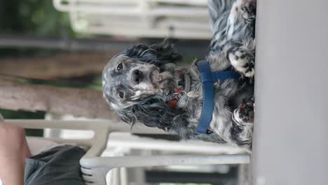 dog resting outside