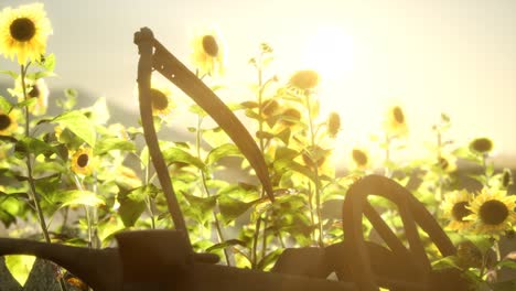 old vintage style scythe and sunflower field