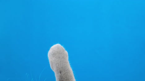 a cat paw on a blue background