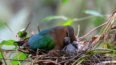 The-Common-Emerald-Dove-is-common-to-Asian-countries-and-it's-famous-for-its-beautiful-emerald-coloured-feathers