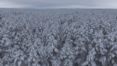 snow covered coniferous forest during snowy winter-3