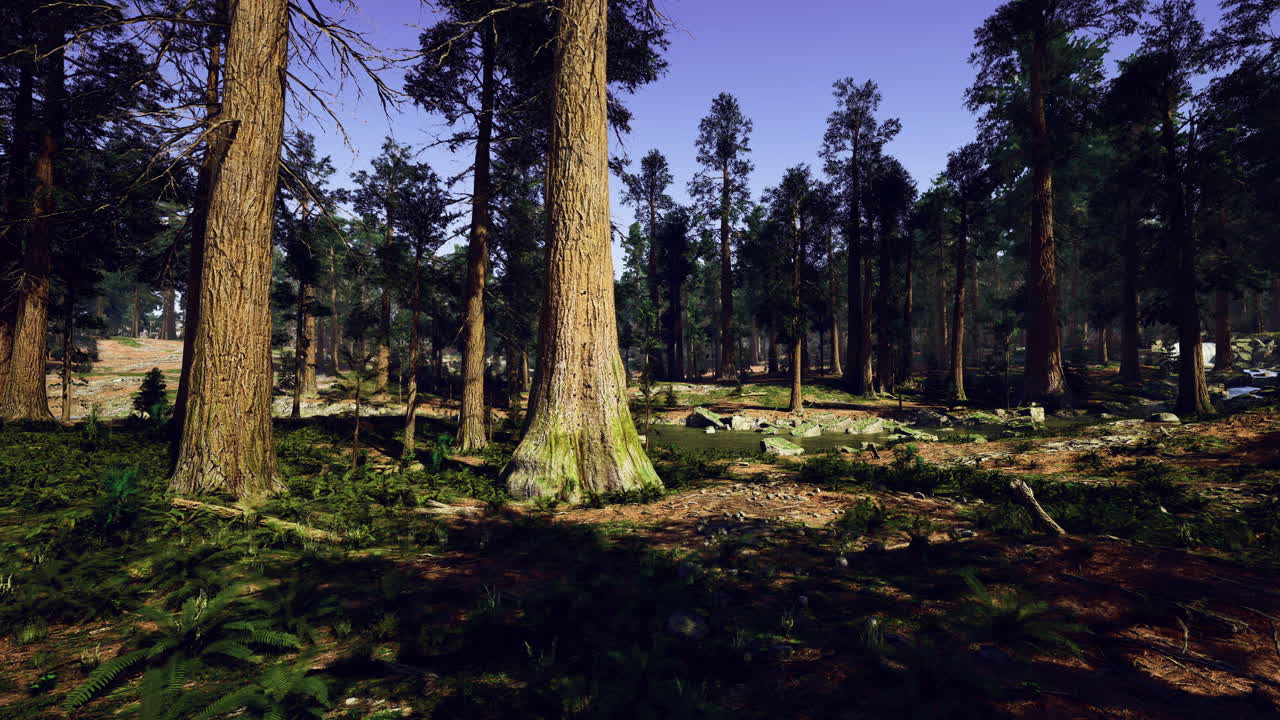 Lush green forest landscape with tall pine trees and clear blue sky
