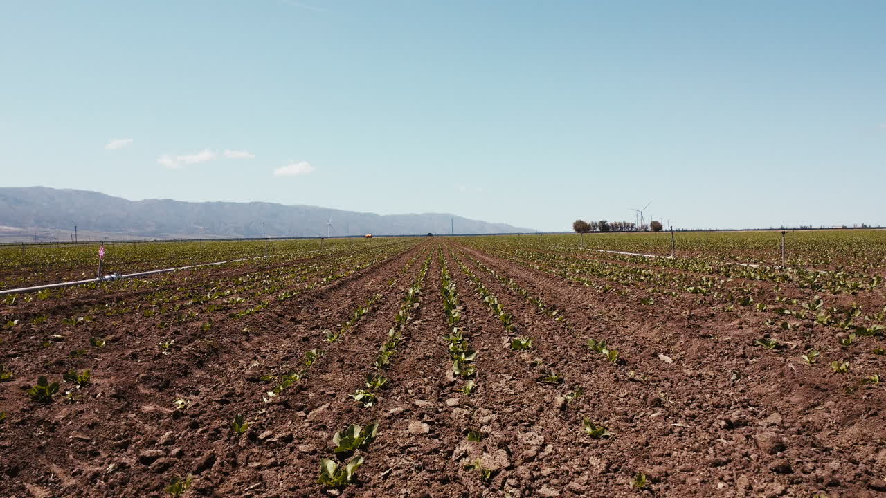 drone de movimiento lento de la granja de alcachofas en movimiento hacia adelante por encima de los cultivos con la grúa hacia arriba