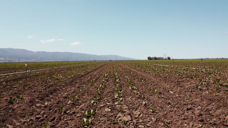 Slow-Motion-wide-drone-of-artichoke-farm-field-moving-forwards-above-the-crops-with-crane-up