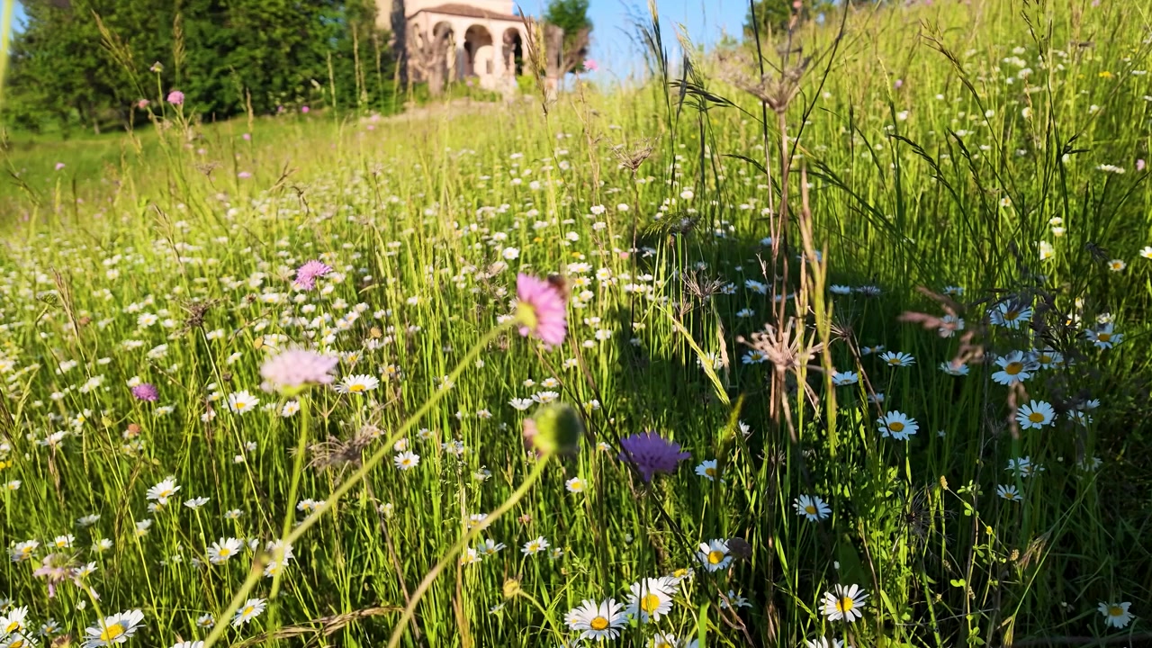 A low-angle shot captures vibrant wildflowers swaying in a sunny meadow before a stone church.