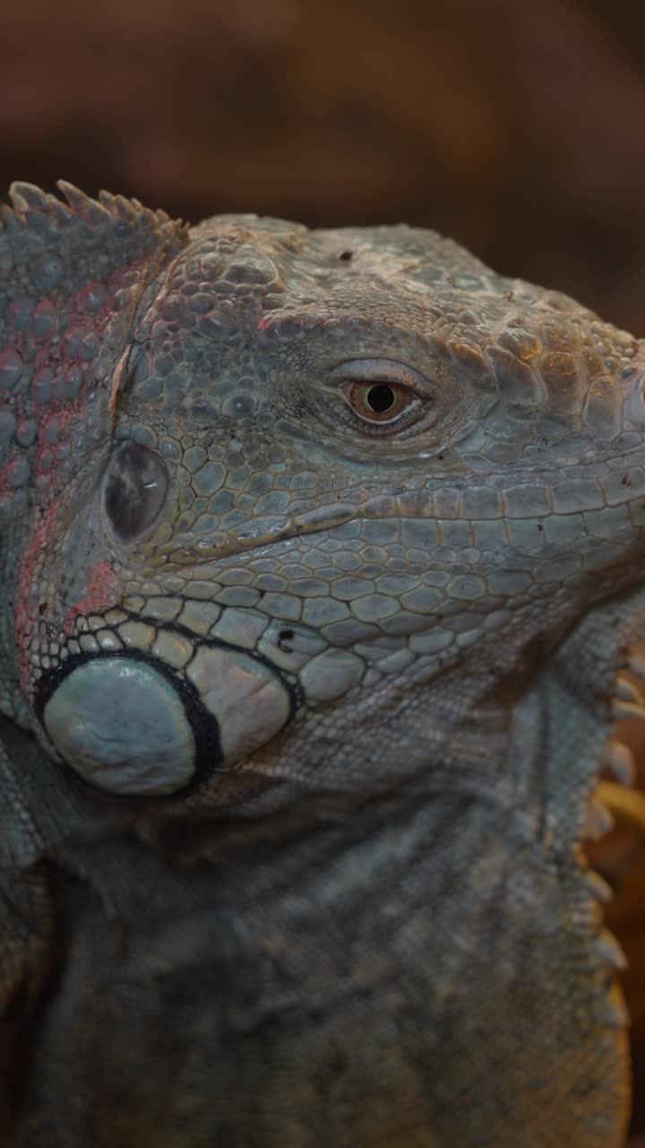 Detailed Close-up of an Iguana's Head and Eye Blinking