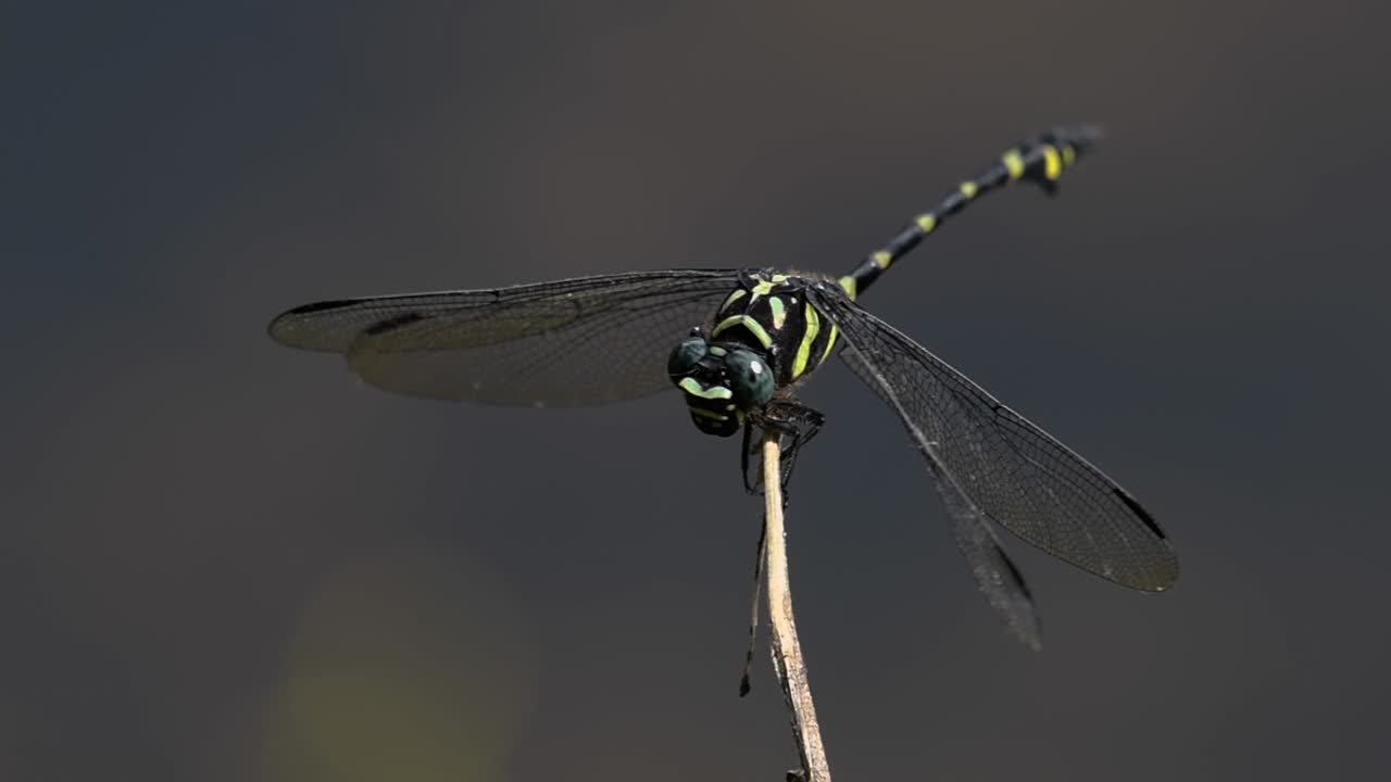 la libélula de cola de brida común se ve comúnmente en tailandia y asia