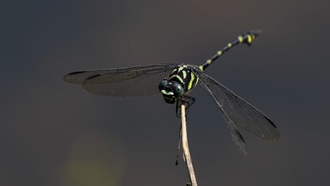 the common flangetail dragonfly is commonly seen in thailand and asia