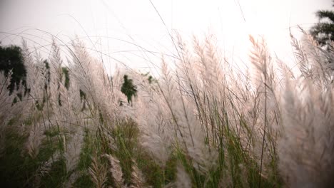 Saccharum-Spontaneum-plants-blowing-in-wind-in-sunset-or-sunrise,-kaash-phool-blooming-before-Durga-Puja-festival-in-India-and-Bangladesh