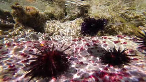 erizos reales y señuelos para probar la similitud bajo el agua para volar la pesca de peces loro