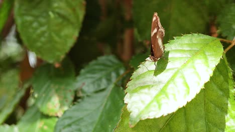 butterfly perched on leaf, nature scene