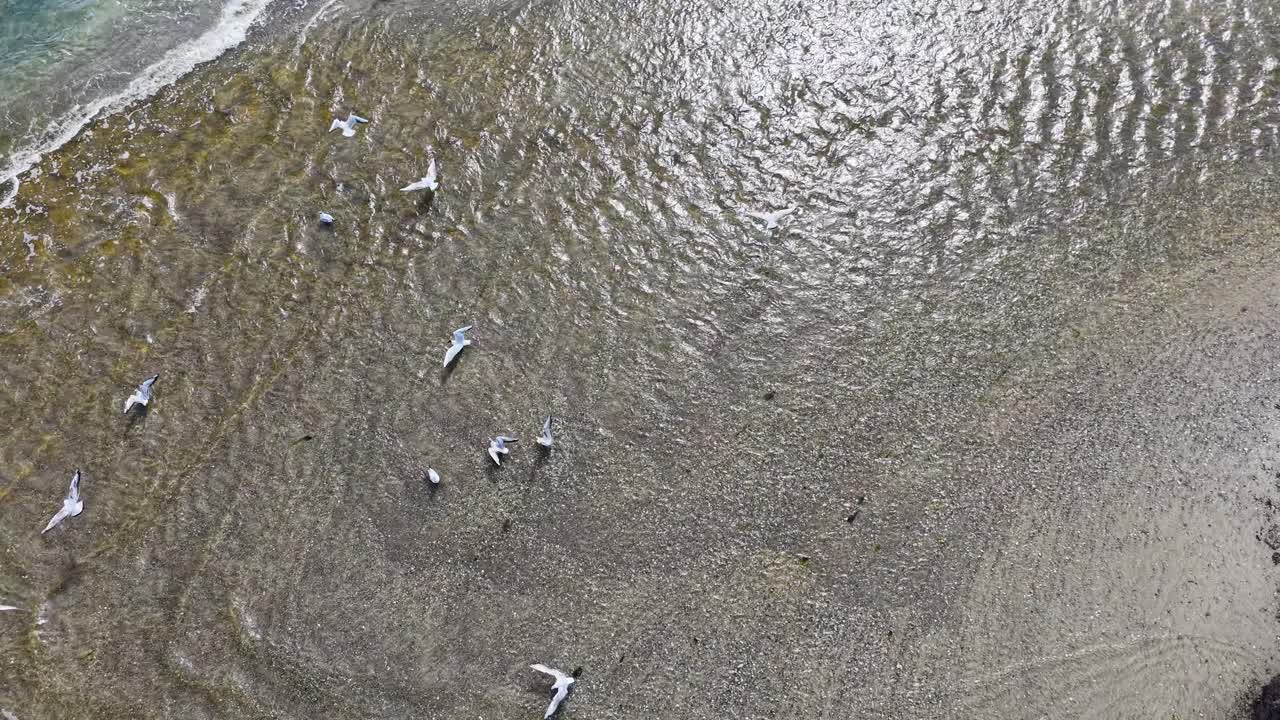 Aerial shot of a flock of seagulls gathered in shallow coastal waters with sunlight shimmering on the rippling surface, capturing the dynamic motion of birds and waves