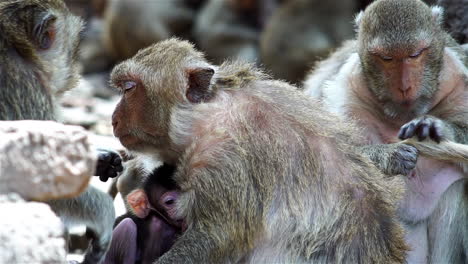 Un-Grupo-De-Familias-De-Monos-Reunidas-Alrededor-De-Una-Antigua-Ruina-En-Una-Calurosa-Tarde-En-El-Bosque-Tropical-Del-Sudeste-Asiático