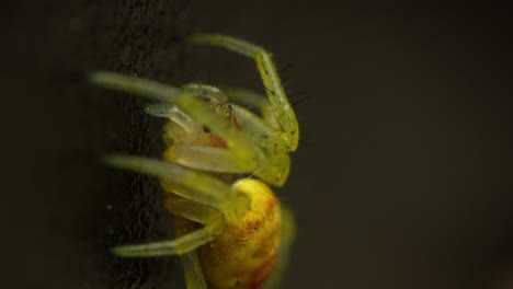 cucumber green spider sits still on tree trunk looking up, macro profile shot