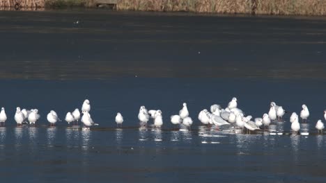 Gaviotas-De-Cabeza-Negra,-Pájaros-En-Estanque-De-Invierno-Congelado-En-Cámara-Lenta