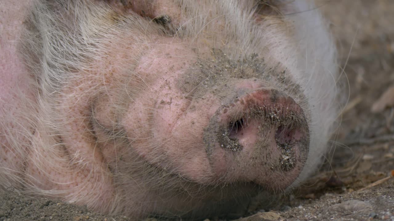 음식 후 냄새가 나는 미니 돼지의 극단적인 클로즈업