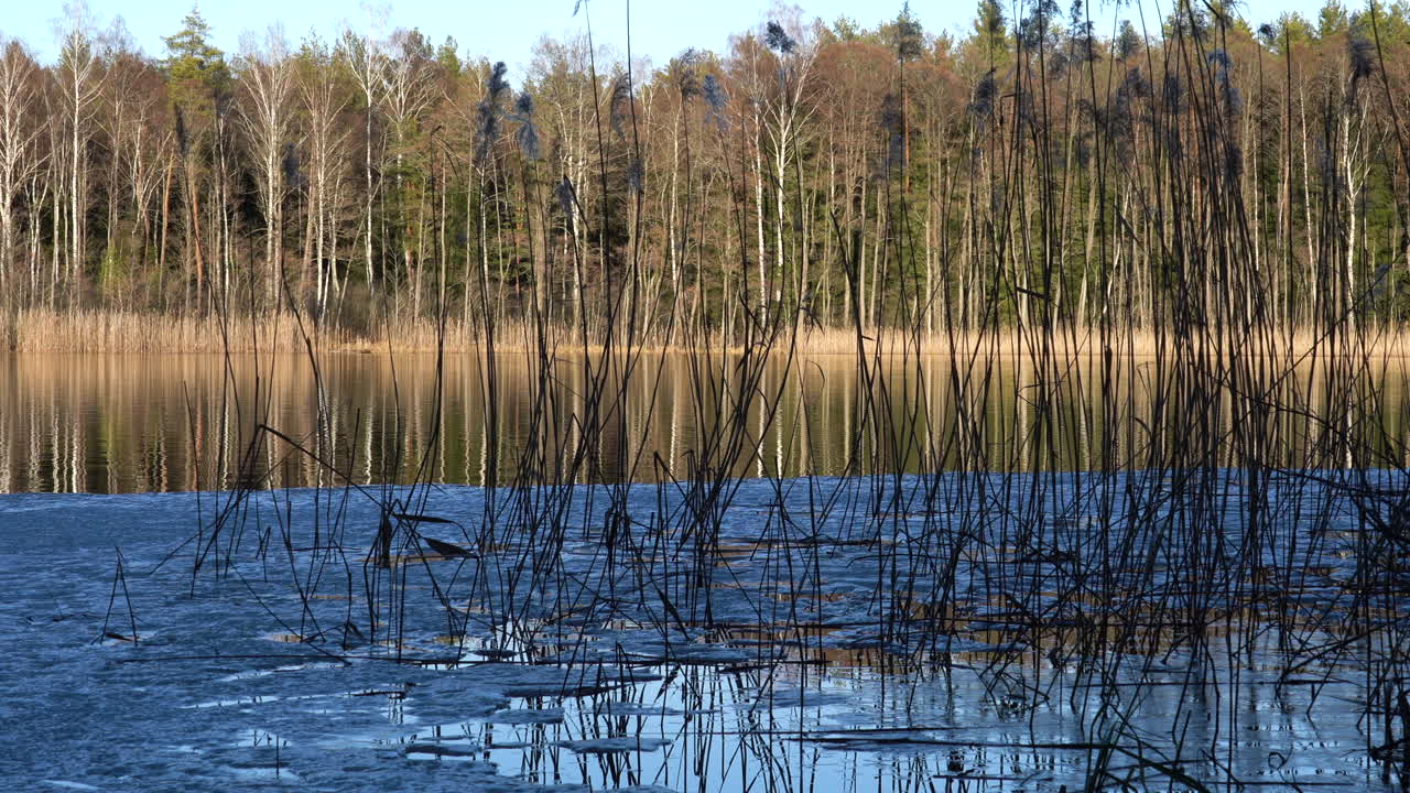 Vidvinkelbillede af sø med siv på en solskinsdag med en smeltet isflåde ved bredden og træer i baggrunden