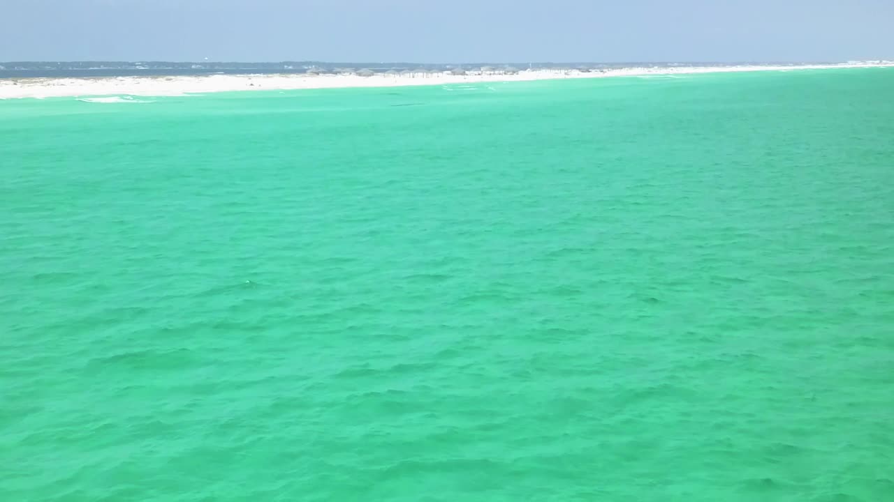 delfines jugando en el agua