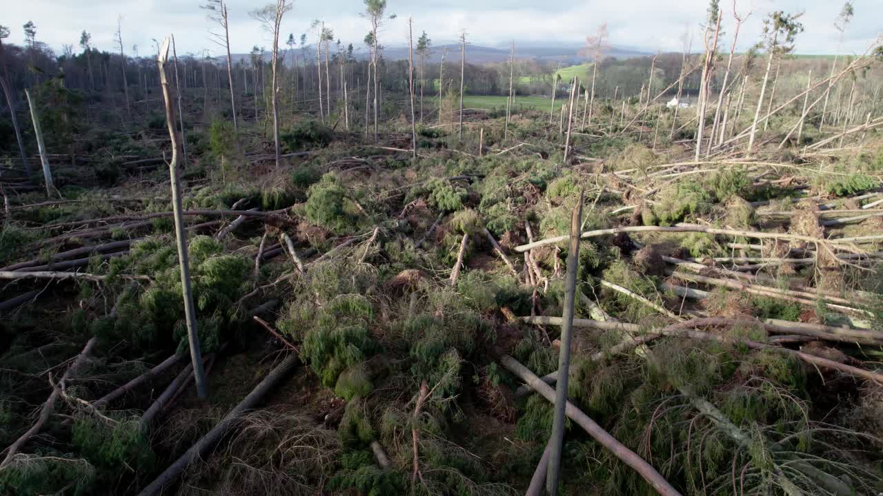 imágenes cinematográficas de drones que se inclinan para revelar un bosque devastado de pinos rotos y desarraigados en una plantación forestal durante una tormenta extrema en escocia a la luz de la tarde