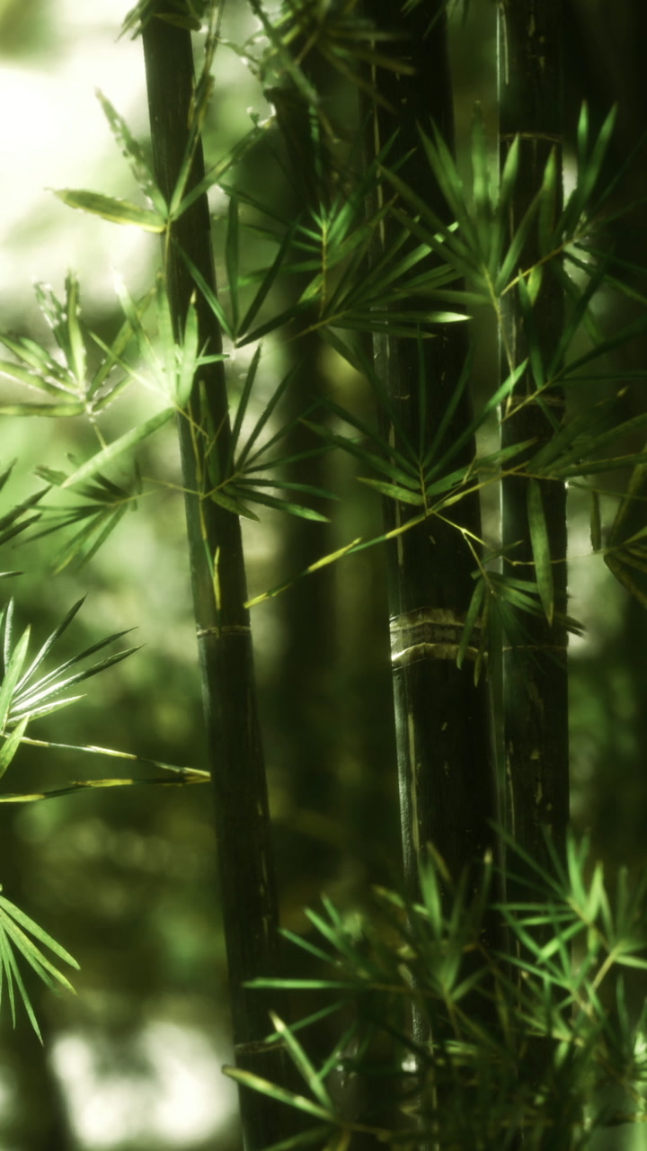 Bamboo forest with vibrant green leaves swaying gently in the breeze