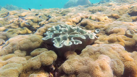 corales de cuero blando en el arrecife de raja ampat