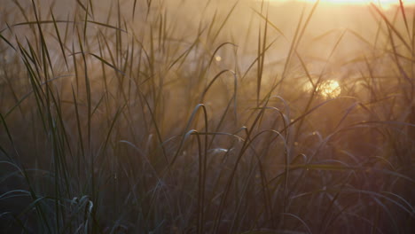 Hierba-De-Agua-De-Niebla-De-Pantano-Al-Amanecer.-La-Suave-Luz-Del-Sol-Brilla-Sobre-La-Vegetación-Verde.