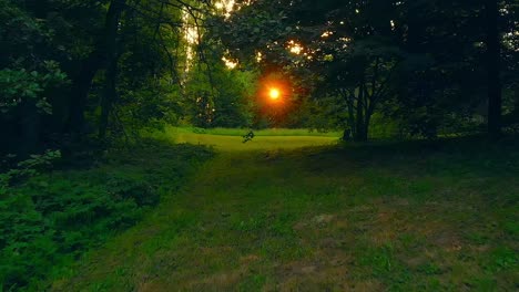 Dramatic-Fast-Moving-Shot-in-Forest,-Low-to-the-Ground-with-Sunset
