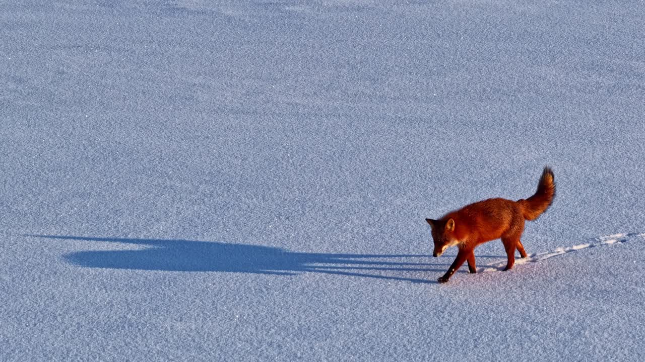 Uma Raposa Vermelha Caminha Lentamente por uma Planície Nevada, Projetando uma Longa Sombra ao Pôr do Sol