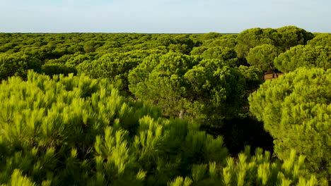 aerial flying over parasol pine tree to reveal dense forest reaching into horizon