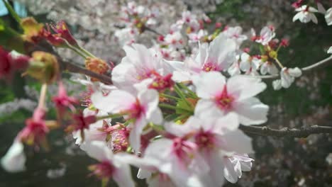 cherry blossom sakura closeup shot in japan