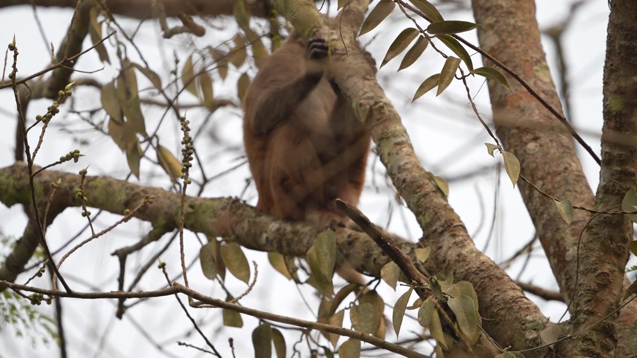 An authentic shot of a wild monkey resting on a thick tree branch in the forests of India. Suitable for wildlife documentaries and nature conservation content.