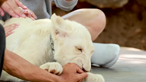 gentle interaction with a playful lion cub