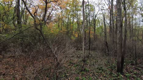 Flying-through-forest-in-Autumn-FPV