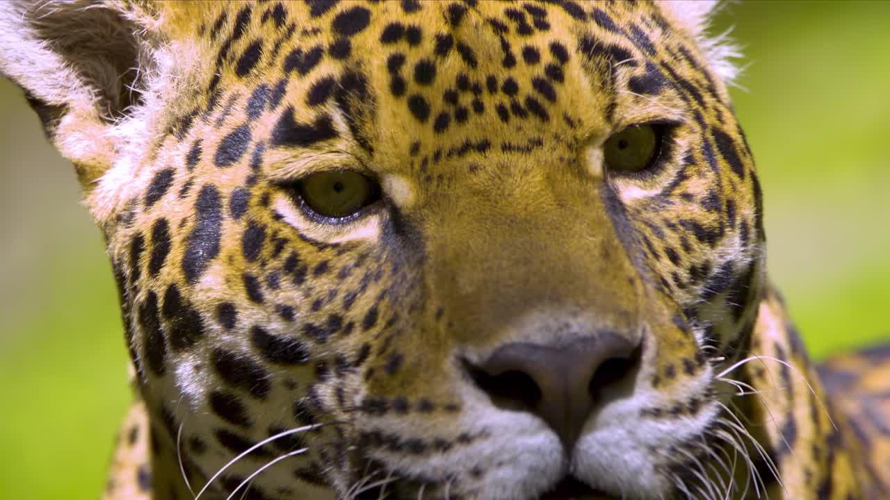 close up de una cara de jaguar en cámara lenta