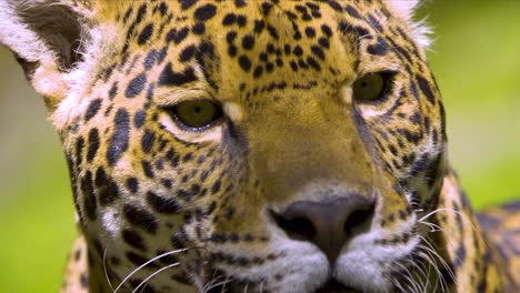 close up of a jaguar face in slow-motion