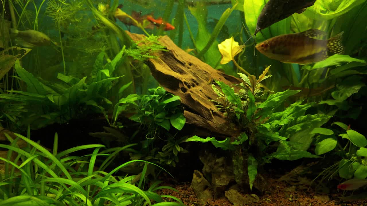 Lindo aquário aquapaisagístico verde com peixes exóticos.