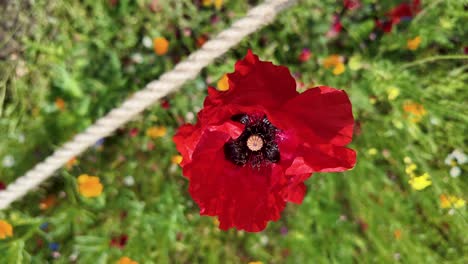 the red poppy flower, papaver rhoeas, london, united kingdom