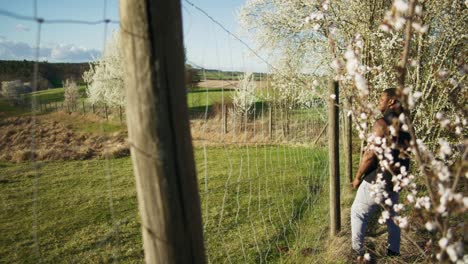 granjero negro con camisa musculosa alejándose de la valla _ árboles blancos en flor en la orquídea de manzana, tierras de cultivo en alemania, europa, 4k
