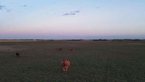 cows standing and grazing in a lush, green, rural field at dusk in alberta