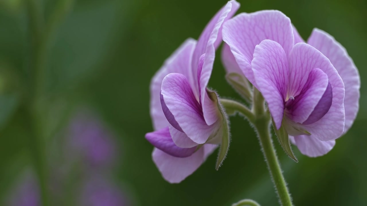Close-up Bunga Sweet Pea Merah Muda yang Lembut di Taman