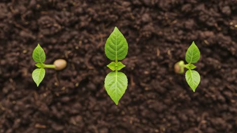 young plant sprouts growing in fertile soil