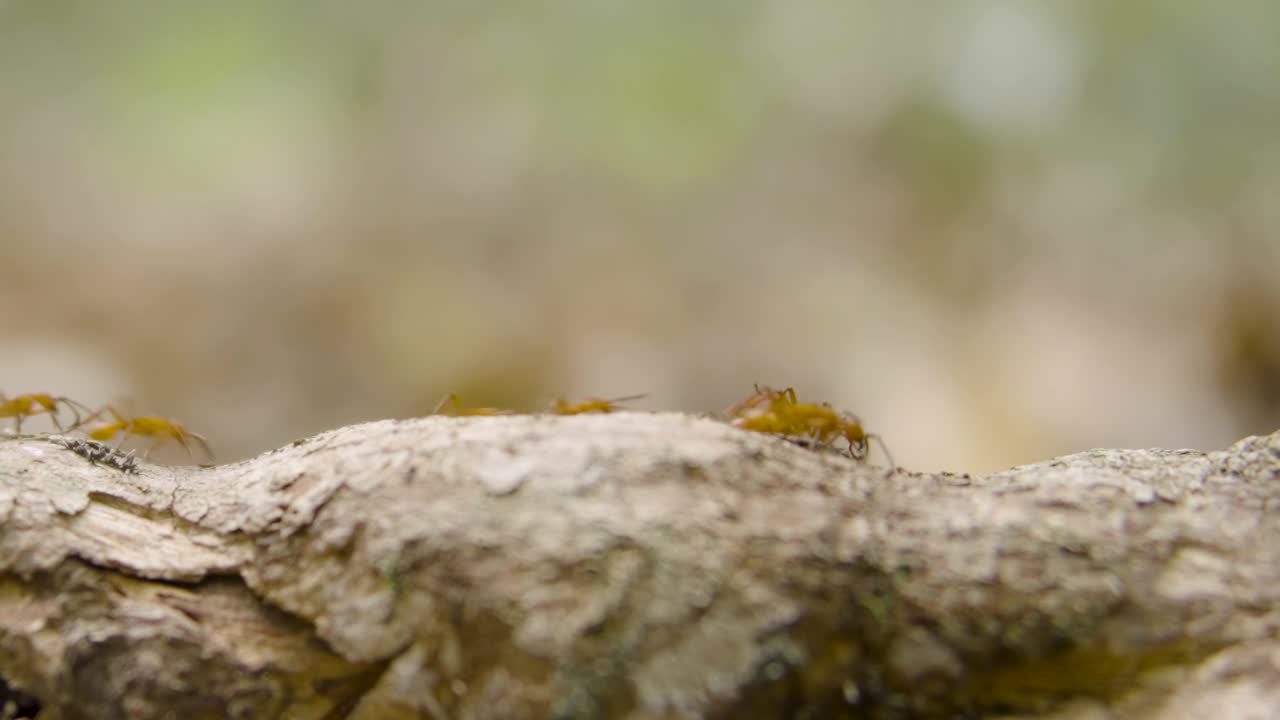 Close-up of army ants forming a living bridge by linking their bodies to cross between tree branches in a tropical forest, showcasing collective insect behavior and natural engineering.
