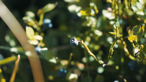 Wilde-Bio-Heidelbeeren