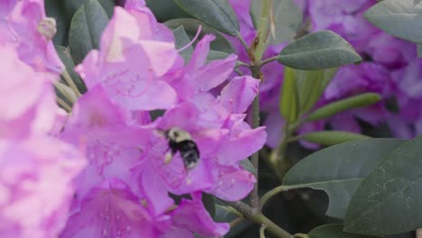 a bee out of focus pollinating the flowers