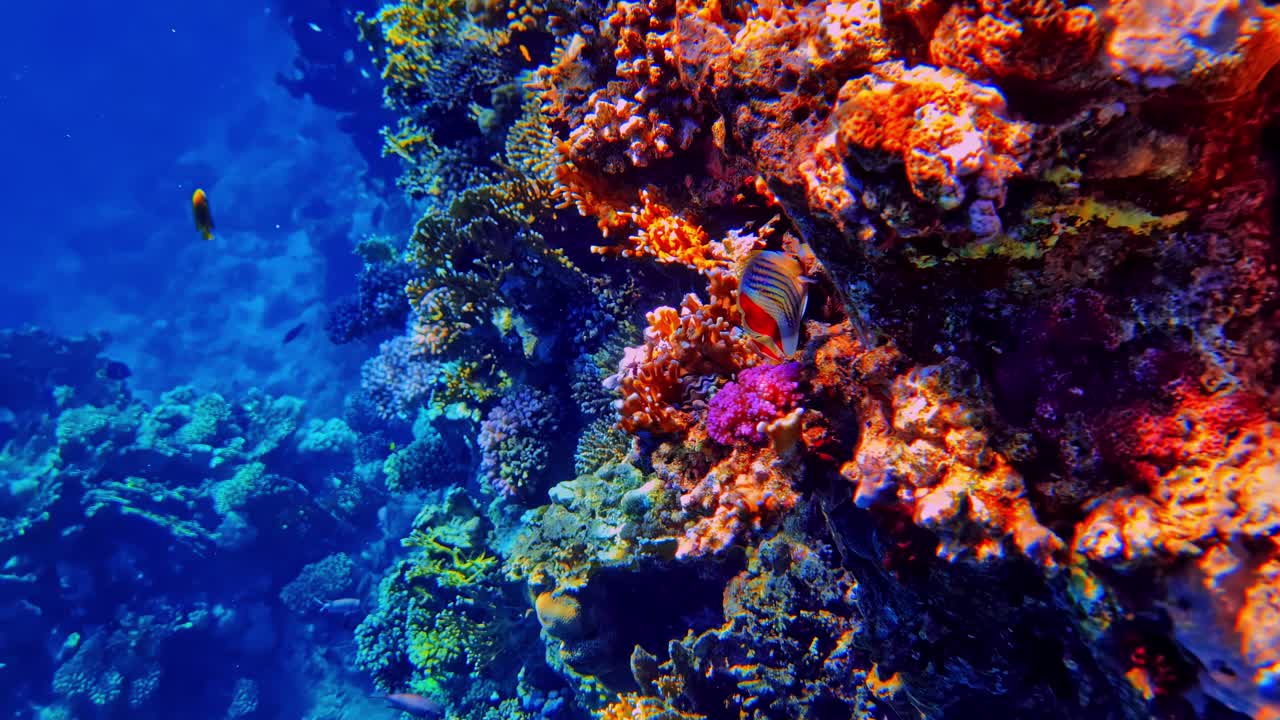 Un pesce farfalla a corona striato si rifugia tra coralli molli arancioni vivaci su una parete di barriera corallina riccamente colorata. Egitto.