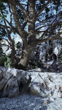 tree and rocky landscape