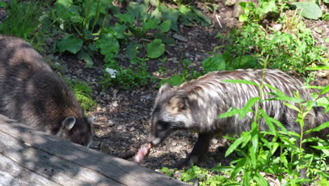 Gruppe-Von-Marderhunden,-Die-An-Sonnigen-Tagen-Beute-In-Der-Wildnis-Füttern---4K-Prores---Jäger,-Der-Beute-In-Der-Natur-Frisst---Zeitlupenaufnahme---Nyctereutes-Procyonoides-Art