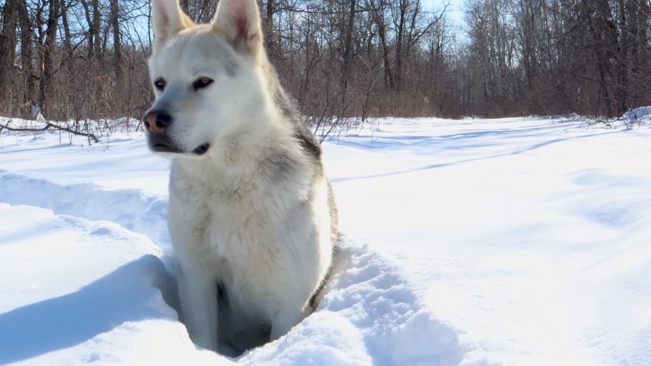 A slow panning shot of a husky - wolf dog waiting for something to move on a winter trail