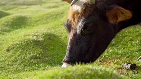 close-up profile shot of a lulu cow as grazing on vibrant green grass at a tent camp in the markha valley