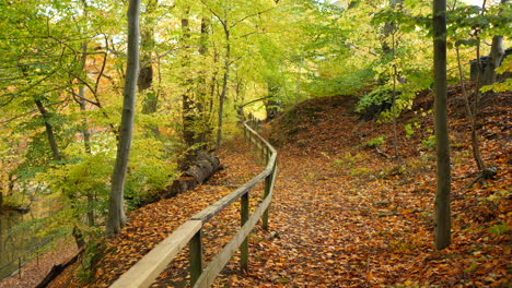 caminho na floresta de outono